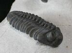 Double Phacops Araw Trilobite Plate #13545-3